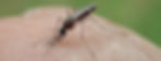 new_moustique.jpg