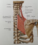 Mm. rhomboidei