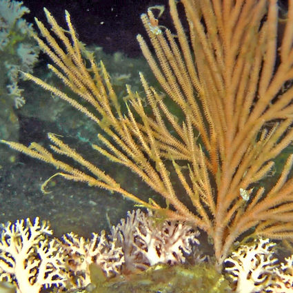 Speak Up: AMCC Recap of October 2024 NPFMC Meeting