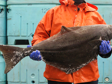 Fisherman in rain gear holding icy halibut