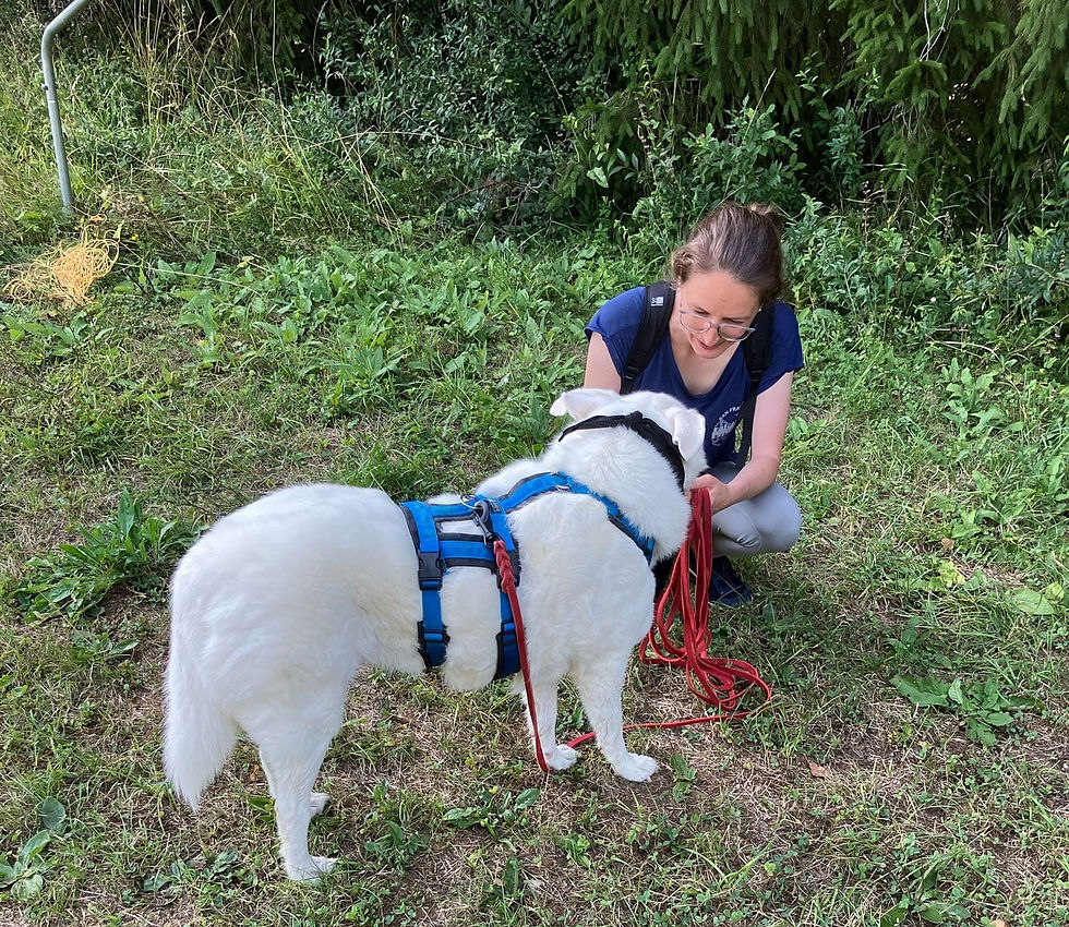 Ein Hund bekommt seine Belohnung nachdem er einen entlaufenen Hund gefunden hat.
