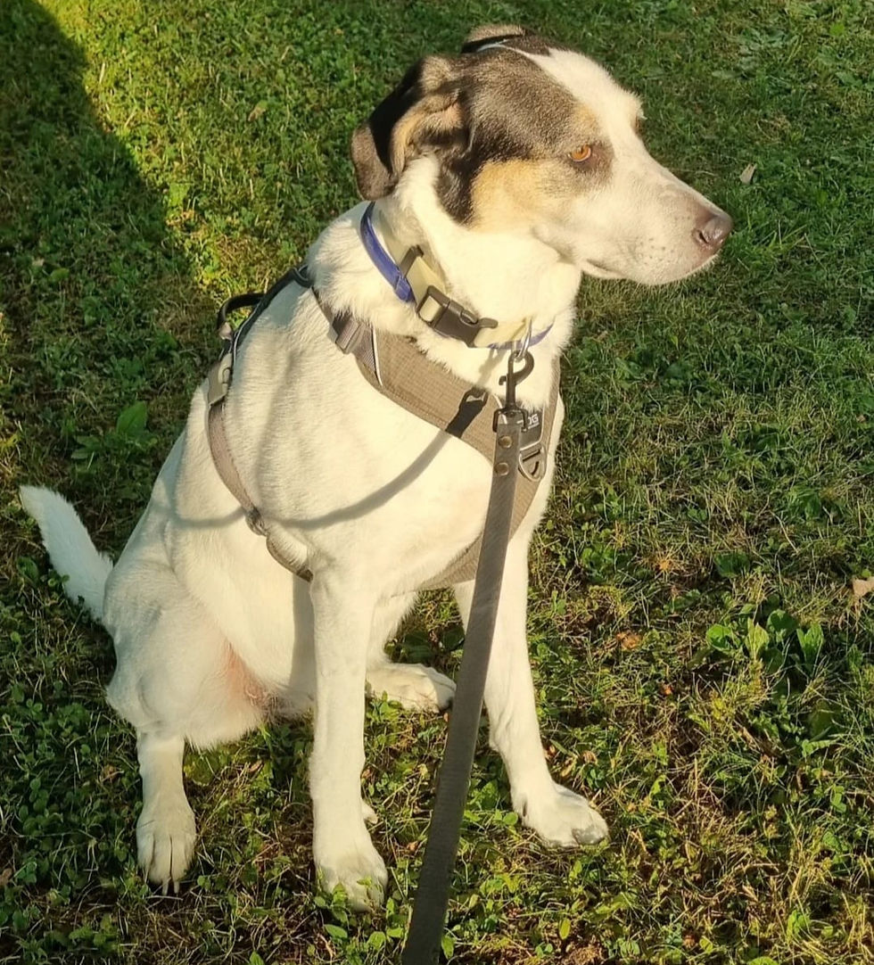 Hund beim Gassiservice in Reutlingen