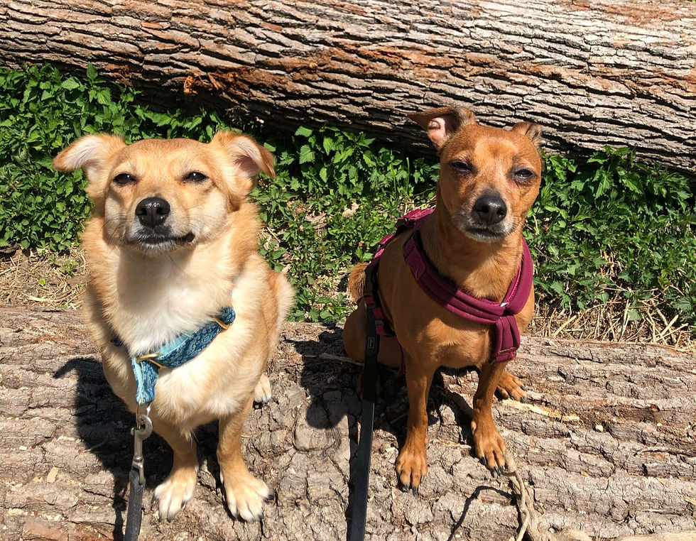 zwei Hunde beim Gassiserice Reutlingen