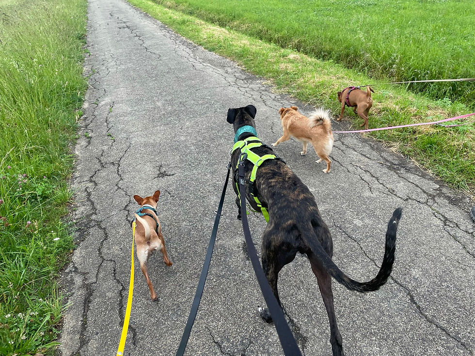 Hunde beim Gassiservice in Reutlingen