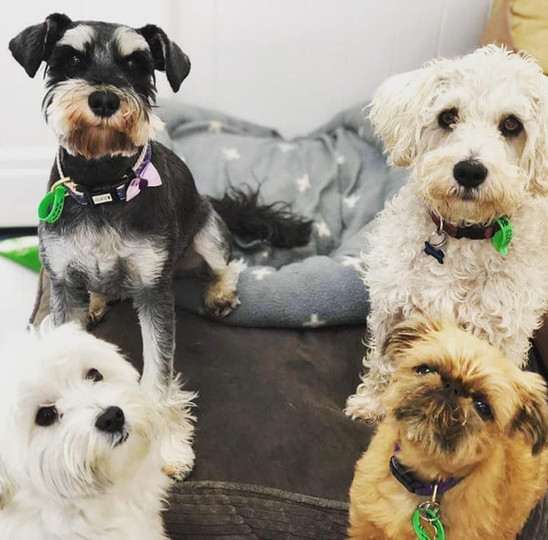 Day Care Furrybabies