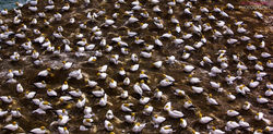 Gannets at Muriwai Beach, Auckland