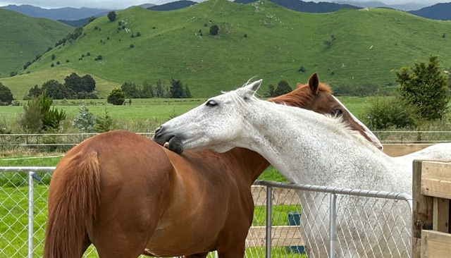 image of two horses grooming