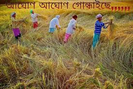 আঘোণৰ ধাননিডৰা