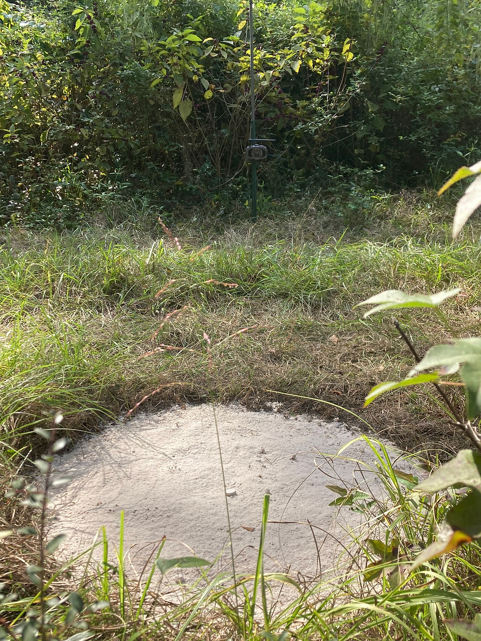 PERDIXPro remote monitoring camera set to capture mesopredator visits to a scent station.