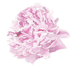 peony-peony-pink duo-top peony_edited.png