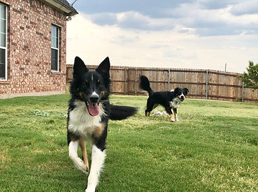 fancy-gibson puppy.jpg