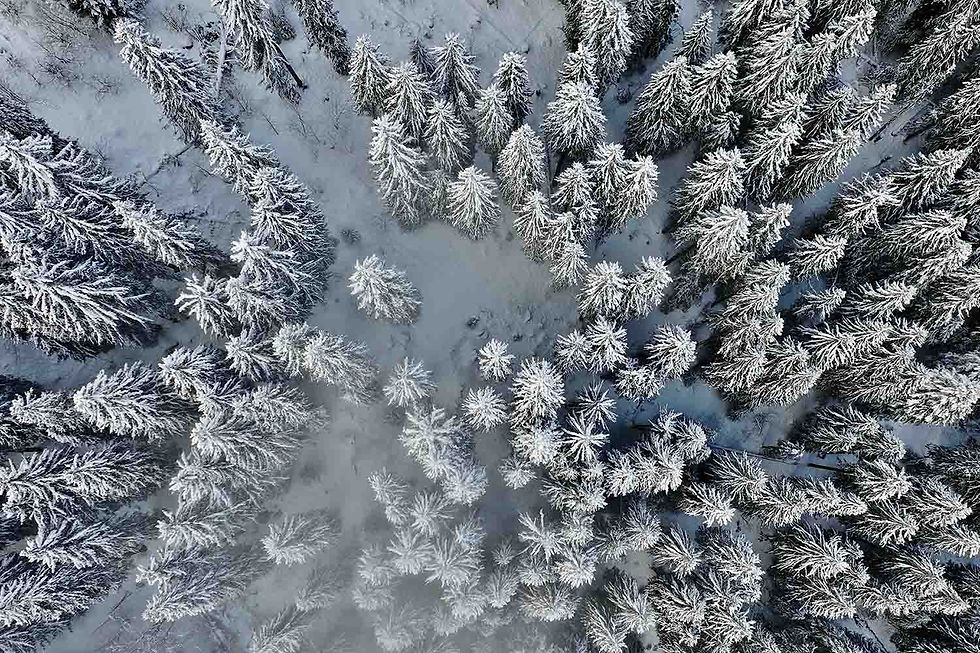 Trees in the snow (Morgins, Switzerland)