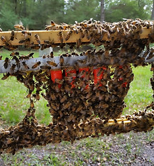 Grafted Queens