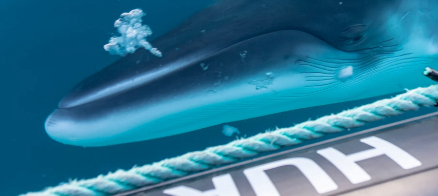 Antarctica Science Program - Whale Research Study