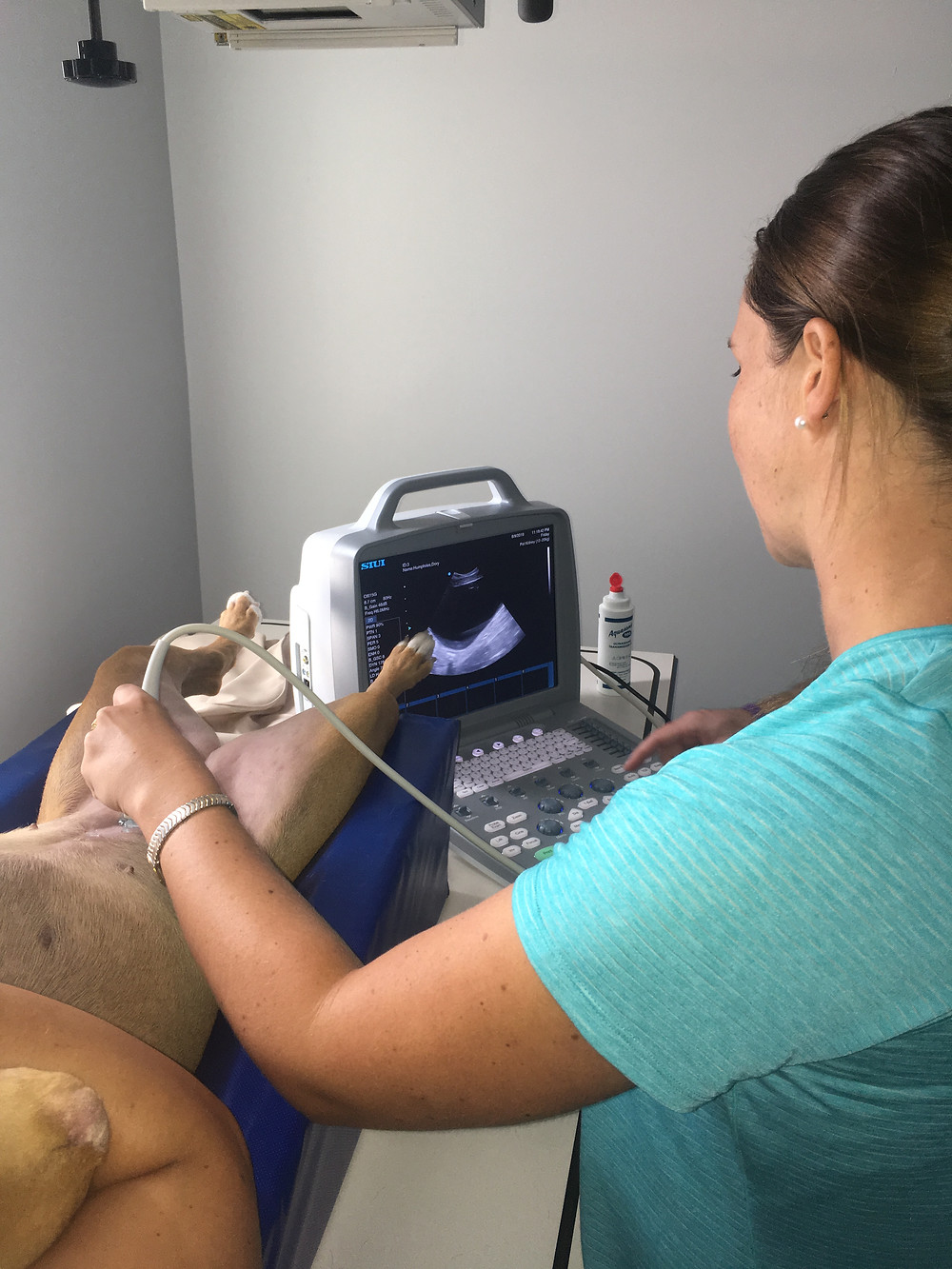 Keys Animal Care Center, Key West Veterinarian, Dog, Ultrasound
