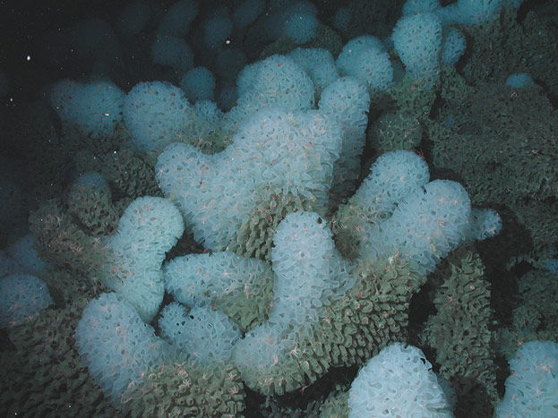 White ruffle sponge(Ferrea sp.)/ NOAA/Monterey Bay Aquarium Research Institute