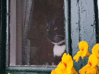 pet friendly accommodations