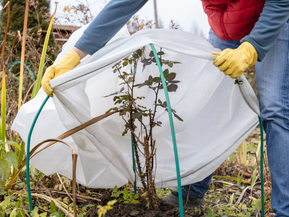Préparez vos arbres pour l'hiver : Protection essentielle avec des enroulements en toile de jute