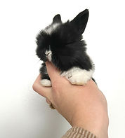 Mickey 3 weeks.jpeg