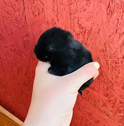 Andromeda 2 weeks.jpeg