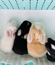 Rhea's Mickey mouse themed litter 1week .jpeg