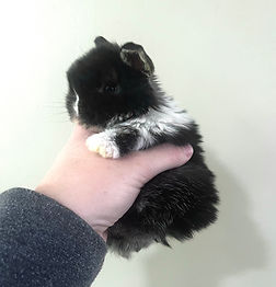Lyra 3 weeks.jpeg