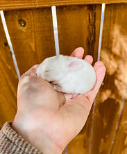 Rhea;s BEW 1 week .jpeg