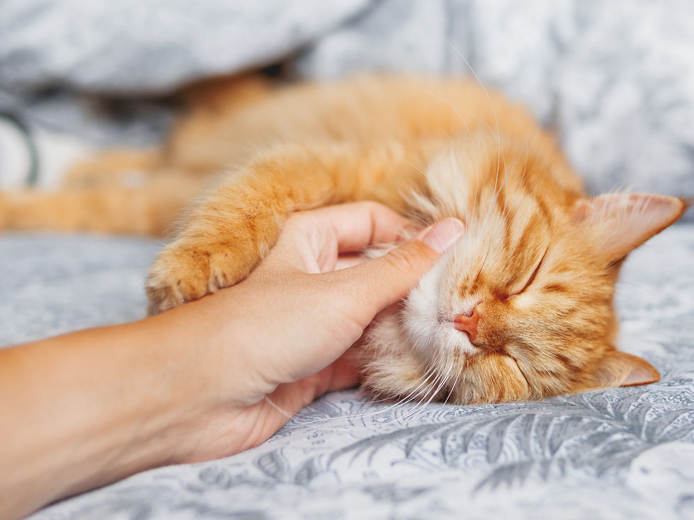 Orange cat purring while being petted