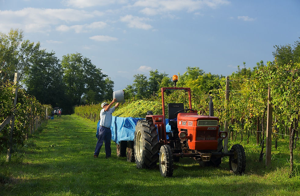A picture of a vineyard with a man throwing grapes from a bucket to the back of a trailer connected to a Tractor