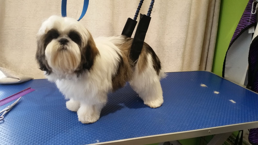 Pawfection Dog Grooming