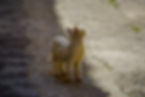 DSC01130.jpg
