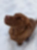 PXL_20201217_154711232.PORTRAIT.jpg
