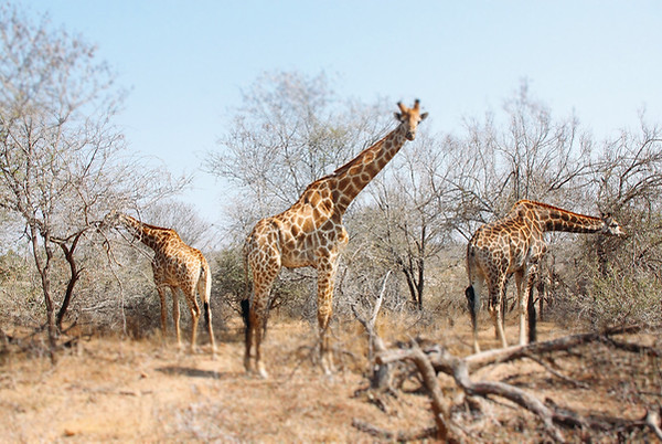 SAFARI2.jpg