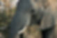 Elephant.jpg
