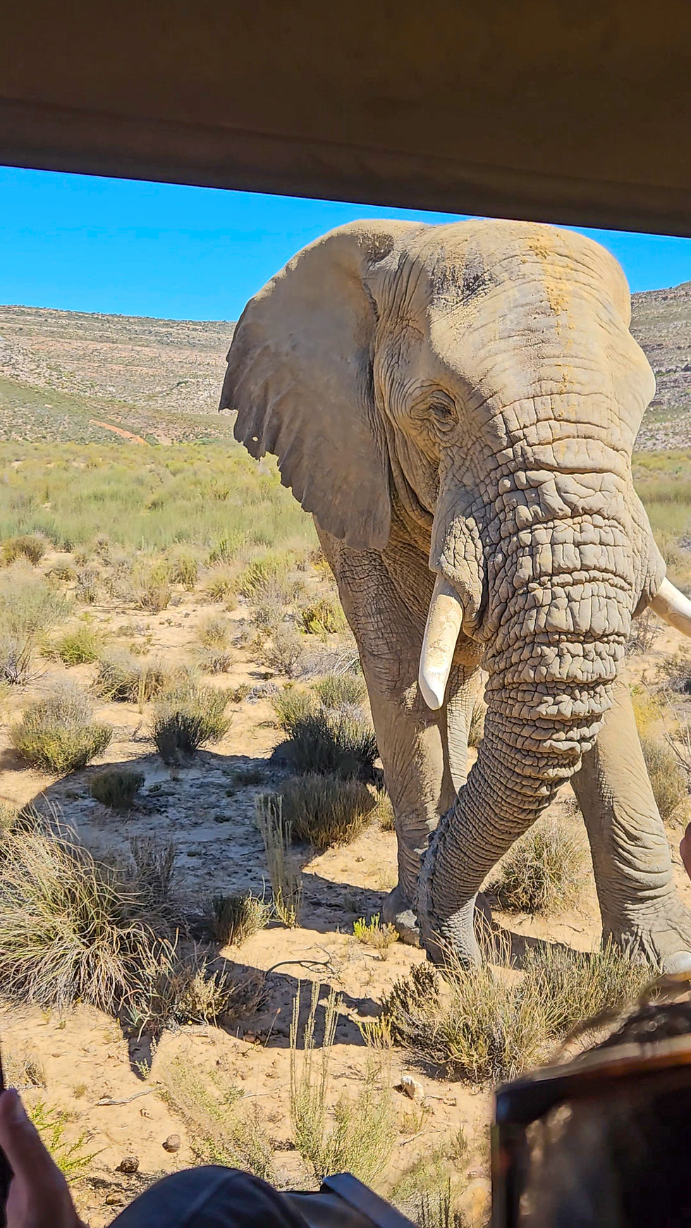 An elephant showing off right outside our 4x4