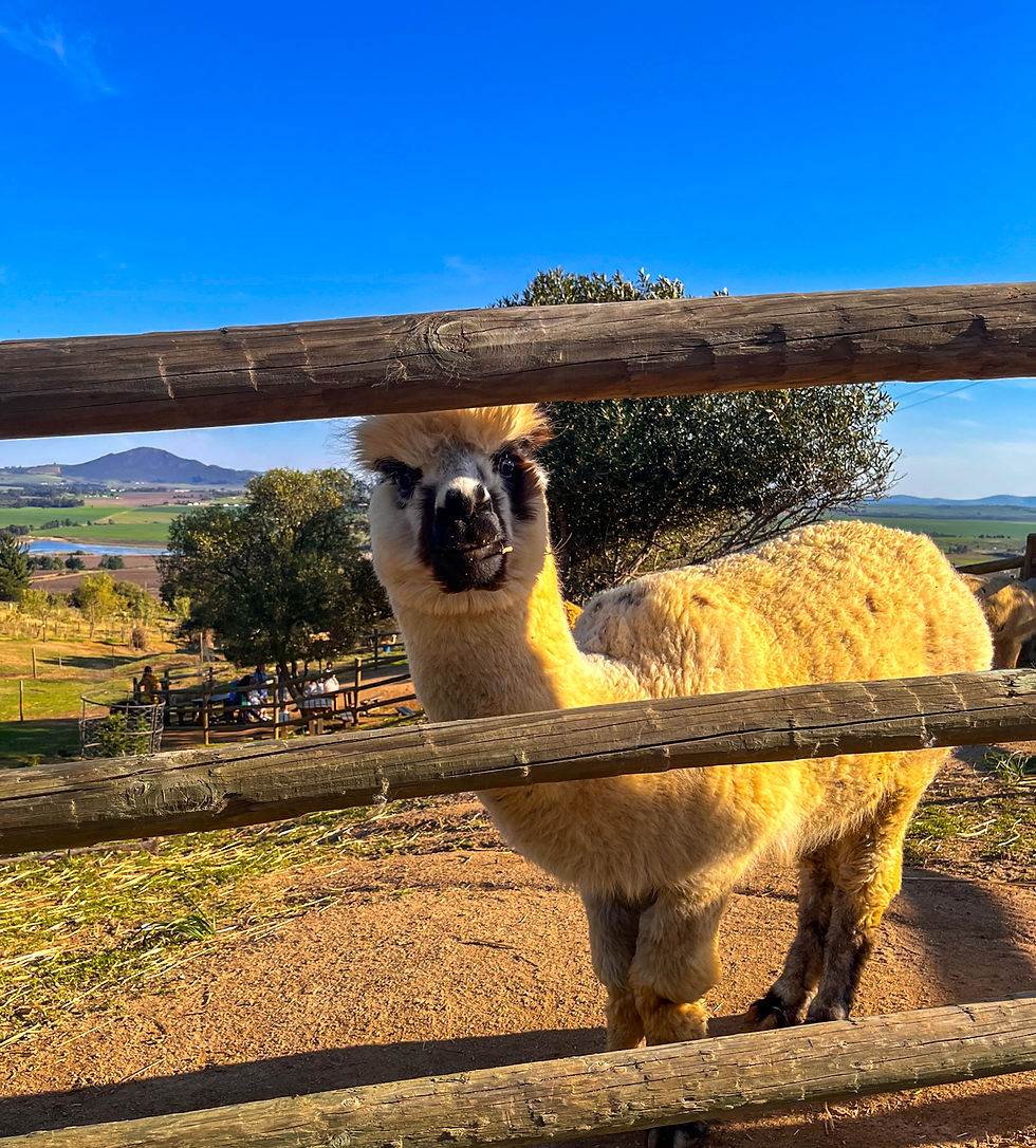 An alpaca watching as we stroll by