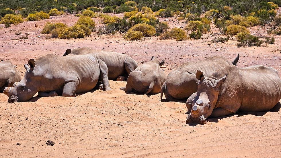 Rhino's basking in the sun on a Cape Town safari