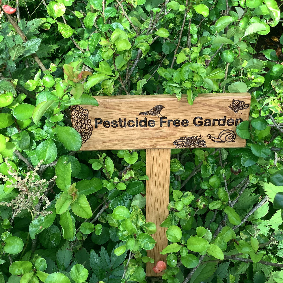 Miniaturbild: Pestizidfreier Garten