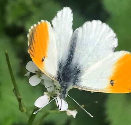 Wildlife Trusts PESTICIDE FREE BALERNO