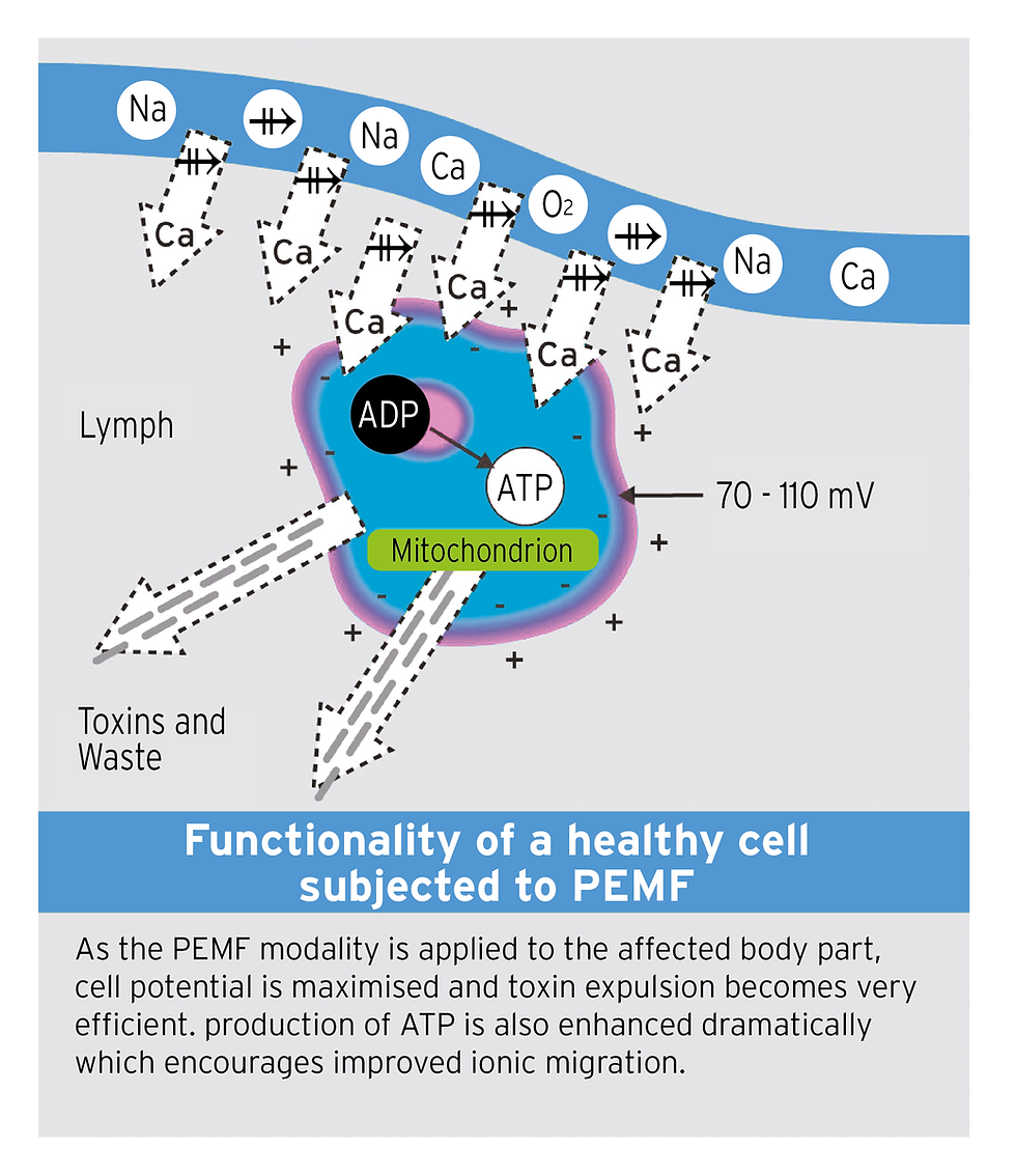 Thumbnail: Cell function for cell treated with PEMF