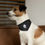 Thumbnail: Pet Bandana Collar (US ONLY)