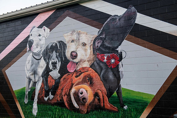 Rescued' says it all - a mural depicting just five of the 1000+ dogs that have been through CCARE Animal Shelter's doors since opening in 2016.