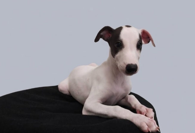 puppy2