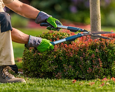 gardener trimming garden plants using scissors