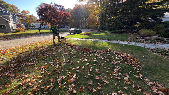 Maple Court employee performing a fall cleanup in Acton Ma and leaving a clean look on the front yard. 