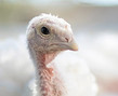 Turkeys-38_edited.jpg