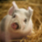 Prince Hogers Nelswine