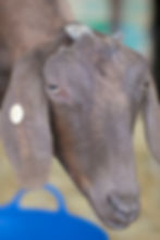 Charles Baarwin (RIP)