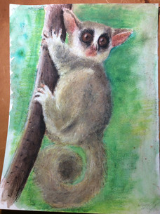 Galagos Busch Baby