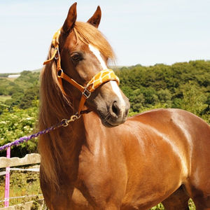 Equine photoshoot